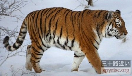 Chinese-northeast-tiger